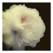 Witte rozenbloem in volle bloei 8x8 foto afdruk (Voorkant)