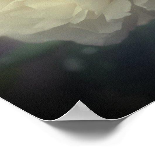 Witte rozenbloem in volle bloei spiegel Abstract Poster (Hoek)