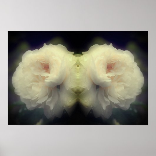 Witte rozenbloem in volle bloei spiegel Abstract Poster (Voorkant)