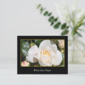 witte rozenbloem , liefde en romance briefkaart (Staand voorkant)