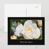 witte rozenbloem , liefde en romance briefkaart (Voorkant / Achterkant)