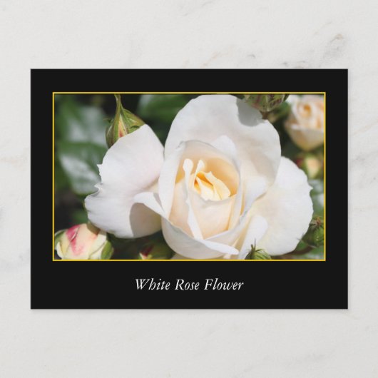 witte rozenbloem , liefde en romance briefkaart (Voorkant)