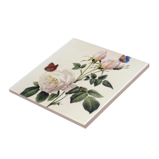 witte rozenbloemen, Pierre Joseph Redouté Tegeltje (Zijkant)
