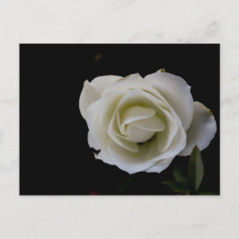 Witte rozenbloesem op zwarte achtergrond briefkaart
