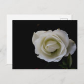 Witte rozenbloesem op zwarte achtergrond briefkaart (Voorkant / Achterkant)