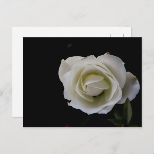 Witte rozenbloesem op zwarte achtergrond briefkaart (Voorkant / Achterkant)