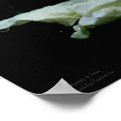 Witte rozenknop met regendruppels bloem poster (Hoek)