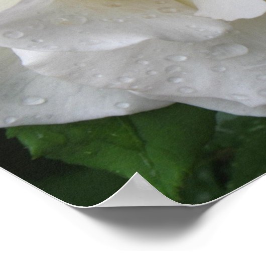 Witte rozenPoster Prints (Hoek)