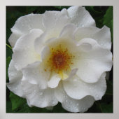 Witte rozenPoster Prints (Voorkant)
