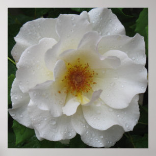 Witte rozenPoster Prints