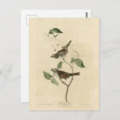 Witte ruggengraat, Amerikaanse vogels van Audubon Briefkaart (Voorkant / Achterkant)