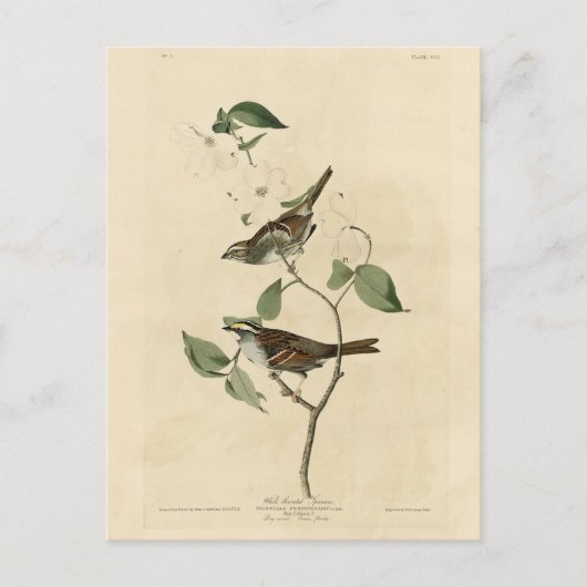 Witte ruggengraat, Amerikaanse vogels van Audubon Briefkaart (Voorkant)