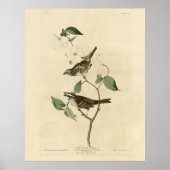 Witte ruggengraat, Amerikaanse vogels van Audubon Poster (Voorkant)