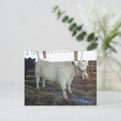 Witte runderen briefkaart (Staand voorkant)