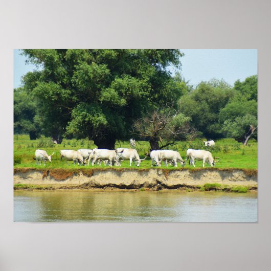 Witte runderen en Donau Poster (Voorkant)