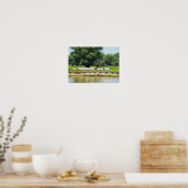Witte runderen en Donau Poster (Keuken)