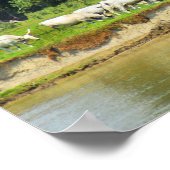 Witte runderen en Donau Poster (Hoek)