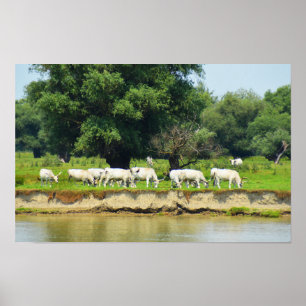 Witte runderen en Donau Poster