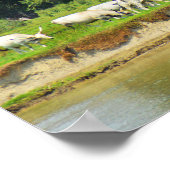 Witte runderen en rivier de Donau Poster (Hoek)