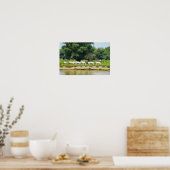Witte runderen en rivier de Donau Poster (Keuken)