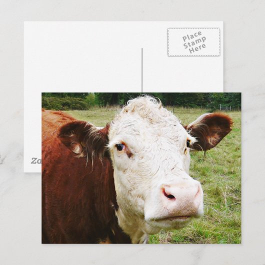 Witte rundvlees briefkaart (Voorkant / Achterkant)