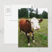 Witte rundvlees briefkaart (Voorkant / Achterkant)