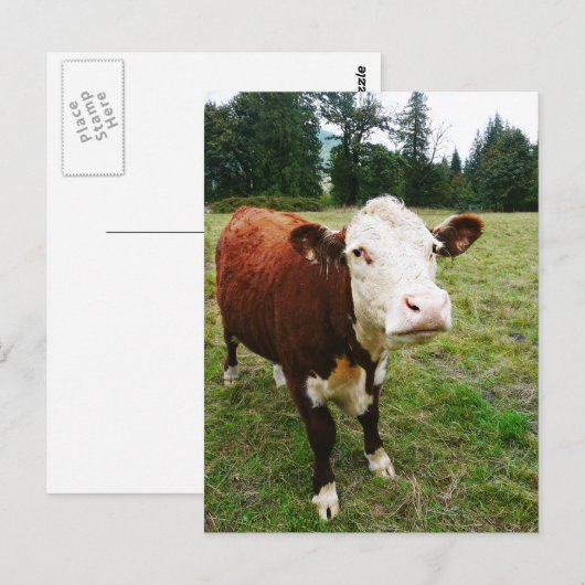 Witte rundvlees briefkaart (Voorkant / Achterkant)