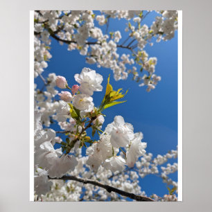 Witte Sakura H.G. Poster