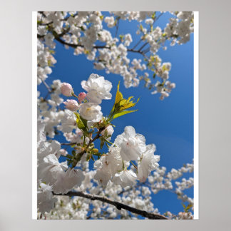 Witte Sakura H.G. Poster