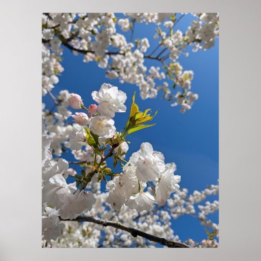 Witte Sakura H.G. Poster (Voorkant)