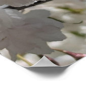 Witte Sakura H.G. Poster (Hoek)