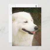  witte Samoyed Dog Briefkaart (Voorkant / Achterkant)