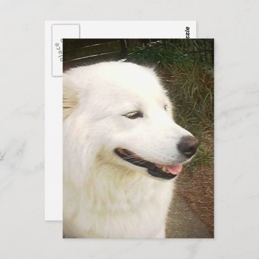  witte Samoyed Dog Briefkaart (Voorkant / Achterkant)