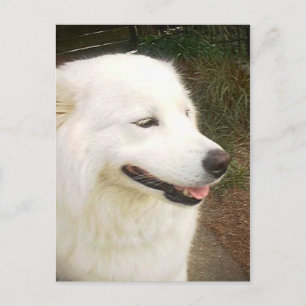 witte Samoyed Dog Briefkaart