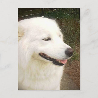 witte Samoyed Dog Briefkaart