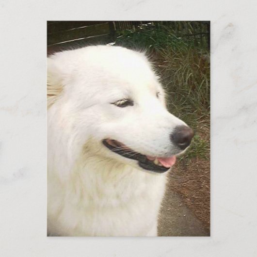  witte Samoyed Dog Briefkaart (Voorkant)