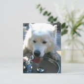 witte Samoyed Dog Briefkaart (Staand voorkant)