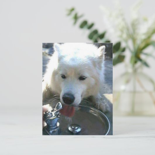  witte Samoyed Dog Briefkaart (Staand voorkant)