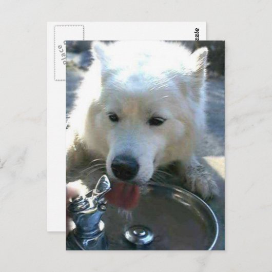  witte Samoyed Dog Briefkaart (Voorkant / Achterkant)