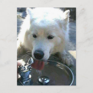  witte Samoyed Dog Briefkaart