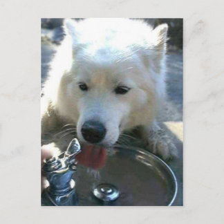  witte Samoyed Dog Briefkaart