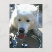  witte Samoyed Dog Briefkaart (Voorkant)