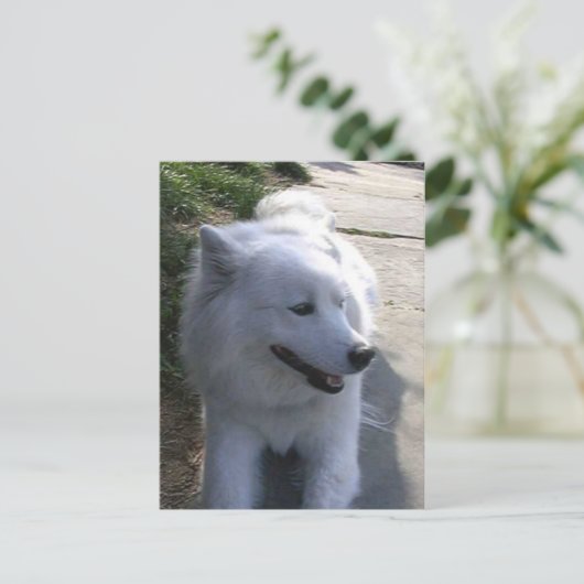 witte Samoyed Dog Briefkaart (Staand voorkant)