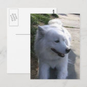  witte Samoyed Dog Briefkaart (Voorkant / Achterkant)