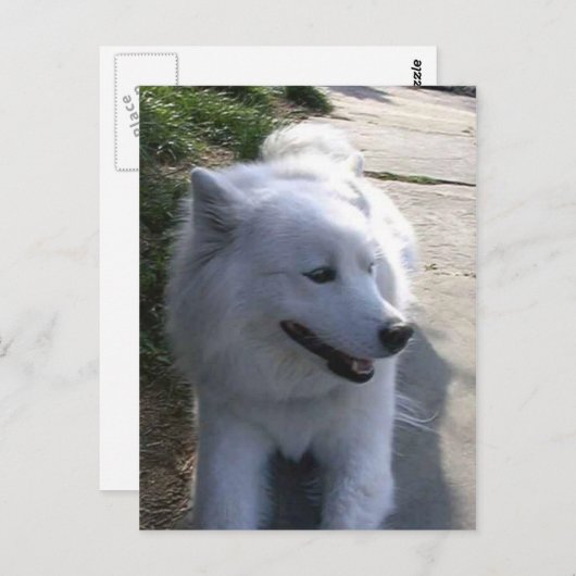 witte Samoyed Dog Briefkaart (Voorkant / Achterkant)