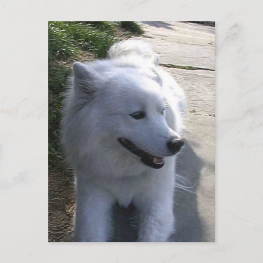  witte Samoyed Dog Briefkaart (Voorkant)