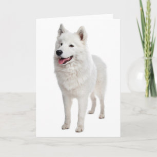 Witte Samoyed Puppie Hond - Hallo, Ik Denk Aan Jou Kaart