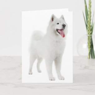 Witte Samoyed Puppy Hond - Hallo, Ik Denk Aan Je Kaart