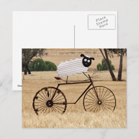 Witte schapen briefkaart (Voorkant / Achterkant)