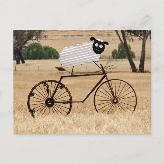 Witte schapen briefkaart (Voorkant)